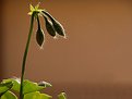 Picture Title - Pelargonium