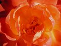 Picture Title - Fiery Rose Petals...