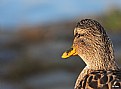 Picture Title - duck.1