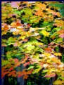Picture Title - Ontario   Autumn  Splendour