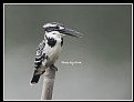 Picture Title - B38 (Pied Kingfisher)