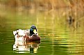 Picture Title - duck.2