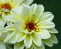 Picture Title - Dahlias