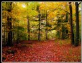 Picture Title - autumn groundfloor