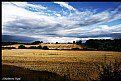 Picture Title - Wheat field