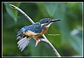 Picture Title - B40 (Common Kingfisher)