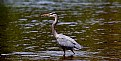 Picture Title - Great Blue Heron