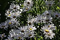 Picture Title - Daisies