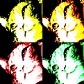 Picture Title - Pop Art Cat