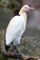 Picture Title - Cattle Egret