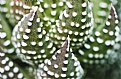 Picture Title - Cacti