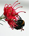 Picture Title - Pollinator