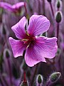 Picture Title - flower