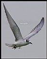 Picture Title - B43 (Whiskered Tern)