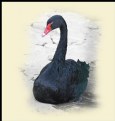 Picture Title - Cisne Negro