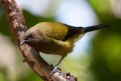 Picture Title - Bellbird