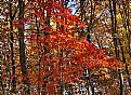 Picture Title - fall glory