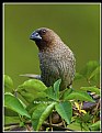 Picture Title - B45 (Scaly-breasted Munia)