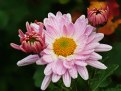 Picture Title - Chrysanthemums