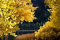 Picture Title - Fall in the Sierra 2