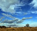 Picture Title - blue and lonely tree