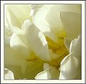Picture Title - white tulip (detail)