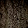 Picture Title - bark