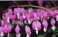 Picture Title - Bleeding Hearts