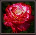 Picture Title - American rose