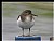 B48 (Common Sandpiper)