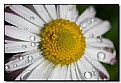 Picture Title - Daisy... 