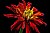 semi-dried zinnia