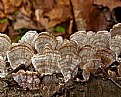 Picture Title - Fall fungi