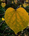 Picture Title - Leaf heart