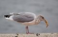 Picture Title - Seafood For Lunch