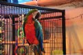 Picture Title - Parrot