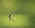 Picture Title - Mabel Orchard Spider