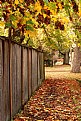 Picture Title - Leafy Sidewalk