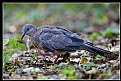 Picture Title - B51 (Spotted Dove-Juvenile)