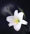 Picture Title - White Lily