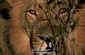 Picture Title - Lion (Panthera leo)