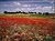 Poppies and Pines