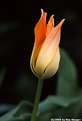 Picture Title - '02 Tulip #1