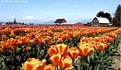 Picture Title - Tulip Farm