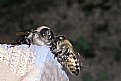 Picture Title - bee`s fight