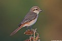 Picture Title - Isabelline Shrike #3