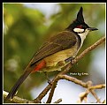 Picture Title - B52 (Red-whiskered Bulbul)