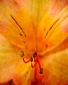 Picture Title - Alstroemeria