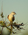 Picture Title - Scissortail