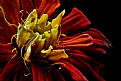 Picture Title - zinnia center